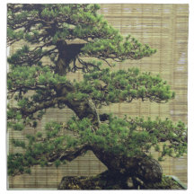白松日本の盆栽の写真