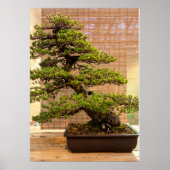 白松日本の盆栽の写真 ポスター (正面)