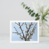 白梅の花：日本のポストカード ポストカード (スタンド正面)