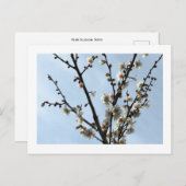 白梅花:日本はがき ポストカード (正面/裏面)