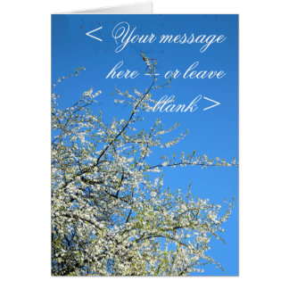 白梅(カスタム)