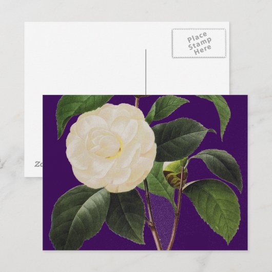 白椿， 1833 ポストカード (正面/裏面)