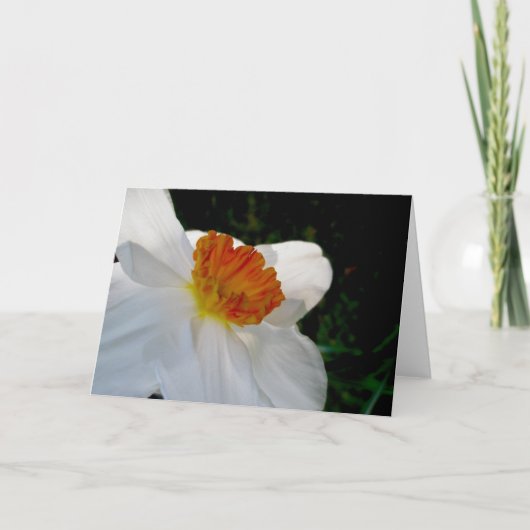 白橙色の白水仙ノートカード シーズンカード (正面)