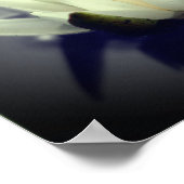 白水百合蓮の花部分色 ポスター (角)