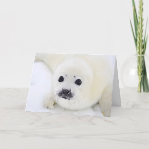 白海の氷のベビーのタテゴトアザラシ子犬 カード