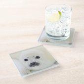 白海の氷のベビーのタテゴトアザラシ子犬 ガラスコースター (アングル)