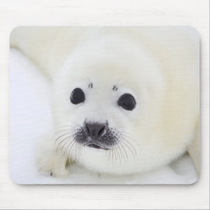 白海の氷のベビーのタテゴトアザラシ子犬 マウスパッド