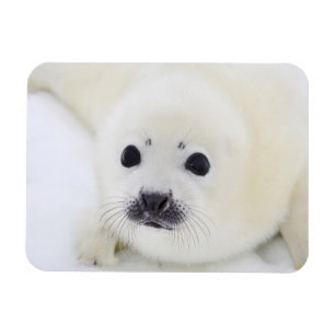 白海の氷のベビーのタテゴトアザラシ子犬 マグネット
