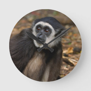 白渡されたテナガザル(HylobatesのLar)、Monkeyland ラウンド壁時計