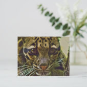 白濁ヒョウ ポストカード (スタンド正面)