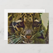 白濁ヒョウ ポストカード (正面/裏面)