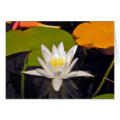 白濁水ユリ (正面横)