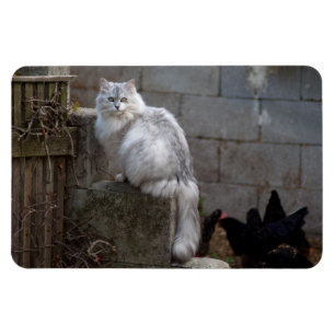 白灰色のアンゴラ猫 マグネット
