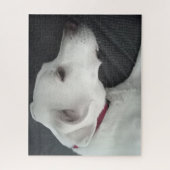 白灰色の美しい犬の写真 ジグソーパズル (縦)