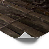 白灰色アンゴラ猫 ポスター (角)