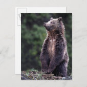 白熊の立ち ポストカード (正面/裏面)
