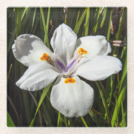 白熱帯花 ガラスコースター