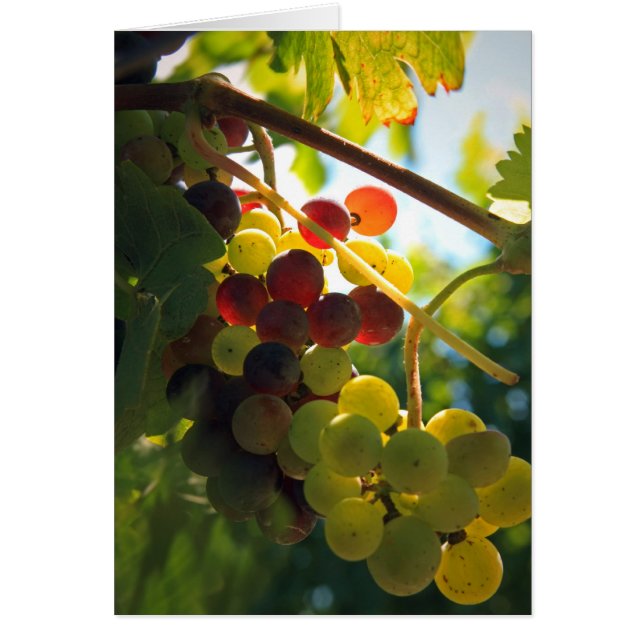 白熱［赤熱］光を放つなブドウ (正面)