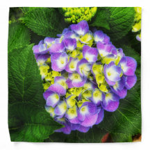 白熱［赤熱］光を放つアジサイ開花