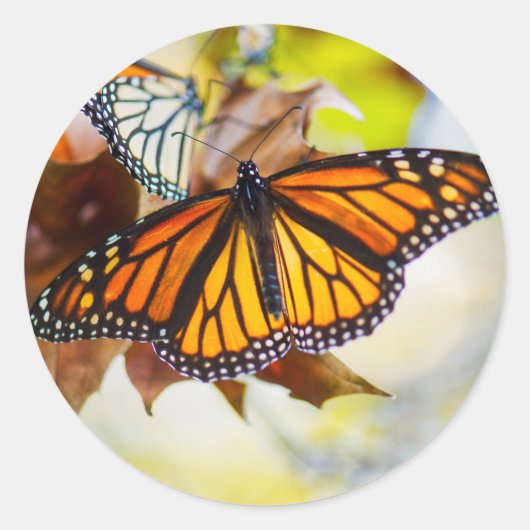 白熱［赤熱］光を放つ（昆虫）オオカバマダラ、モナークシール ラウンドシール (正面)