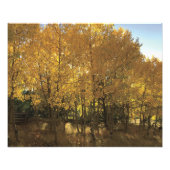 白熱［赤熱］光を放つ《植物》アスペン フォトプリント            (正面)