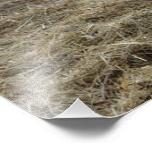 白牛ポートレート フォトプリント            (角)