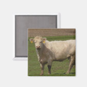 白牛農場動物写真 マグネット (正面/裏面)