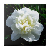白牡丹 タイル (正面)
