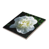 白牡丹 タイル (側面)