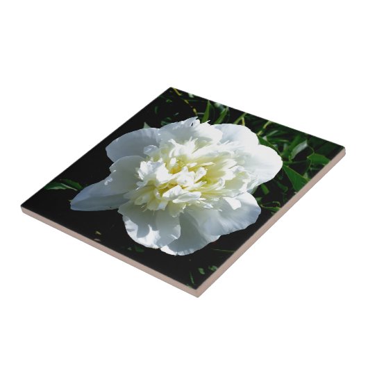 白牡丹 タイル (側面)