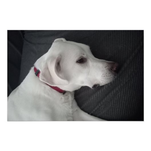 白犬とポートレート伝統的のクラシック ポスター (正面)