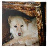 白犬 タイル (正面)