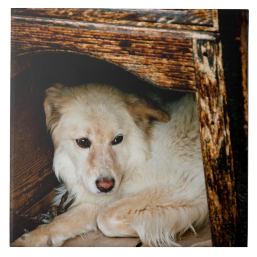 白犬 タイル (正面)