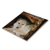 白犬 タイル (側面)