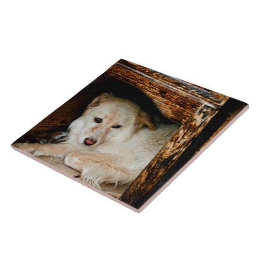 白犬 タイル (側面)