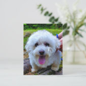 白犬 ポストカード (スタンド正面)