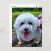 白犬 ポストカード (正面/裏面)