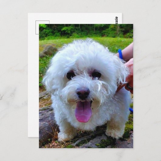 白犬 ポストカード (正面/裏面)