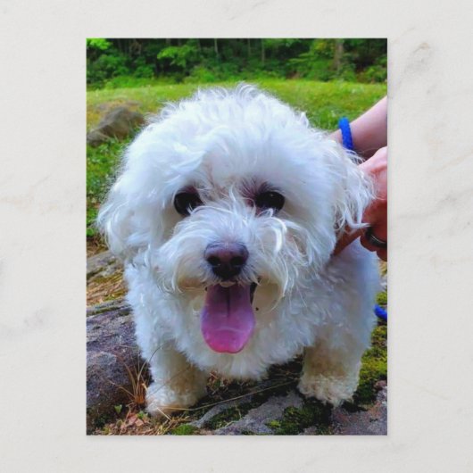 白犬 ポストカード (正面)