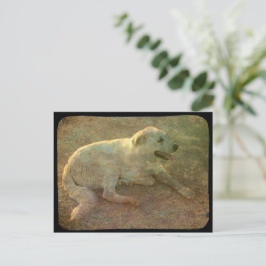 白犬 ポストカード (スタンド正面)