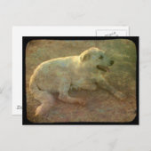 白犬 ポストカード (正面/裏面)