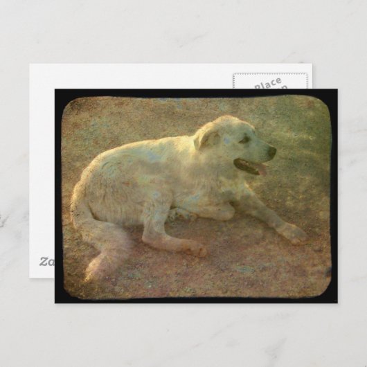 白犬 ポストカード (正面/裏面)