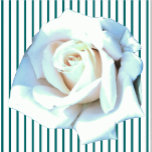 白独身のバラ彫刻 フォトスカルプチャー<br><div class="desc">ザズル独身のの白バラデザインとエリザベスのクリエイティブExhiitsは白バラを特徴と独身のしている。黄色のバラ独身のス、赤のバラ独身のス、ピンクのバラも独身の用意。赤いバラは愛と情熱を象徴し、黄色のバラは友情を象徴し、ピンクのバラは憧れや愛情を象徴し、白いバラはブライダルバラとして知られ、無垢さ、純粋さ、記憶を象徴する。このバラをフィーチャーしたデザインやその他のデザインは、エリザベス・アン・ロイのザッズル店、エリザベスのクリエイティブExhiits http://www.zazzle.com/ElizabethAnnRoy、バラデザインの下のエリザベス・アン・ロイとマリリン・ロイのザッズル店、MarBeth Holidays http://www.zazzle.marbethholidaysで多数の製品で入手できる。</div>