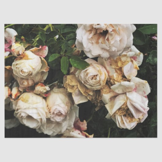 白独身のバラ 薄葉紙 (正面)