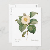 白独身の椿 ポストカード (正面/裏面)