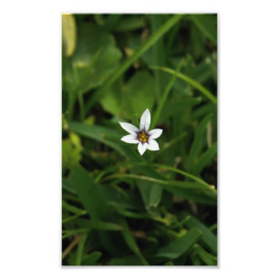 白独身の開花ワイルドフラワーマクロ写真プリント フォトプリント
