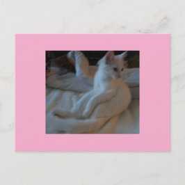白猫はがき ポストカード