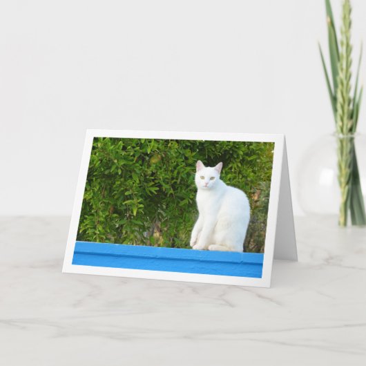 白猫アットザクロ カード (正面)