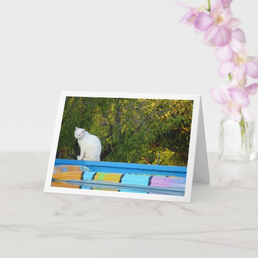 白猫アットスイミングプール カード (蘭)