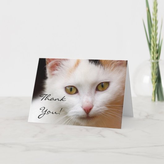 白猫グリーティングカード サンキューカード (正面)